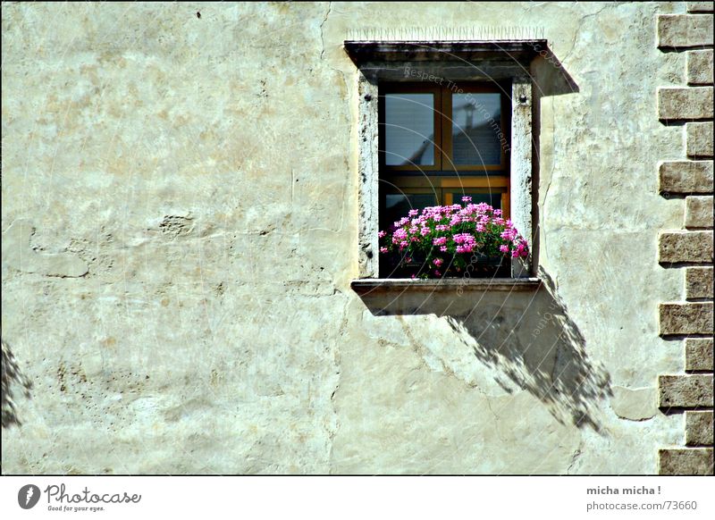 kleiner Schatten, großer Schatten Italien Gardasee Fassade Blume Blüte Fenster Putz arco mediteran