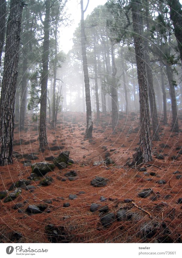 Nebelwald Freiheit Berge u. Gebirge wandern Natur Pflanze Erde Wolken Herbst Baum Wald Stein dunkel rot Einsamkeit Frieden geheimnisvoll Surrealismus La Palma