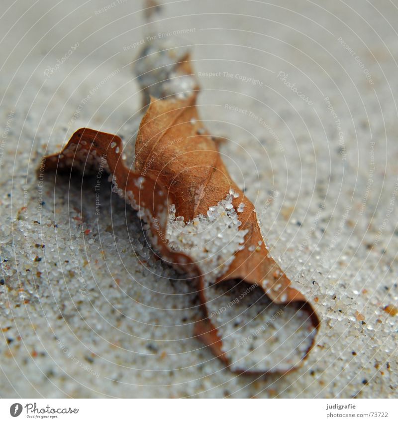Strandherbst II Blatt Sandkorn fein nah Herbst Weststrand Makroaufnahme Strukturen & Formen getrocknet Tod