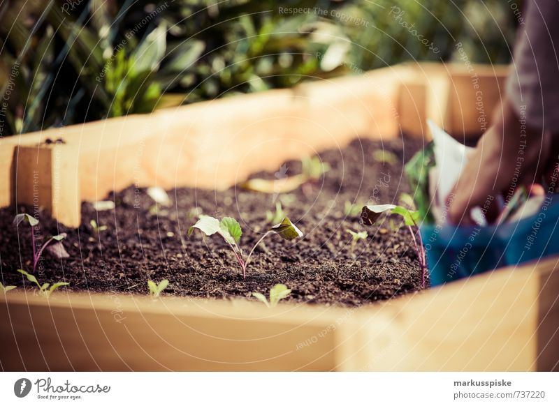 wer sät der erntet - urban gardening Lebensmittel Gemüse Salat Salatbeilage Frucht Kräuter & Gewürze Lifestyle Gesundheit Häusliches Leben Garten Mensch