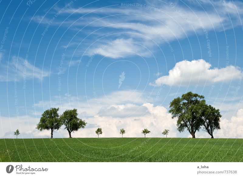 hinter dem horizont geht es weiter. Umwelt Natur Landschaft Pflanze Urelemente Luft Himmel Wolken Horizont Frühling Schönes Wetter Baum Gras Wiese Feld Hügel