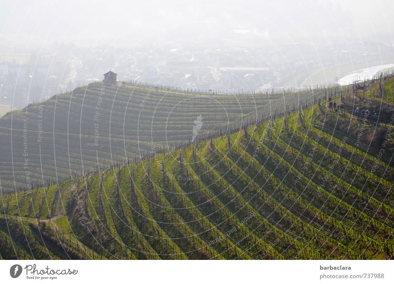 Erntedankfest | Badischer Wein Natur Landschaft Frühling Pflanze Hügel Weinberg Stadtrand Linie Streifen Wachstum viele grün Klima Kultur Lebensfreude Ordnung