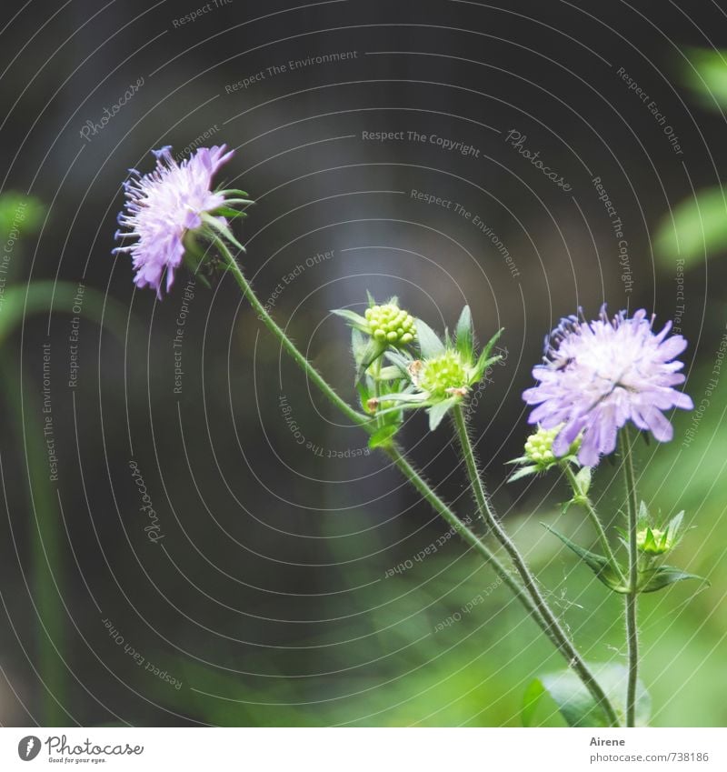Waldblümchen Natur Pflanze Sommer Blume Skabiose dunkel schön grün violett fliederfarben blasslila Farbfoto Außenaufnahme Nahaufnahme Menschenleer
