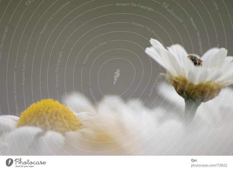 Biene auf Blume Makroaufnahme grau Blüte bee flower grey gray bloom blossom