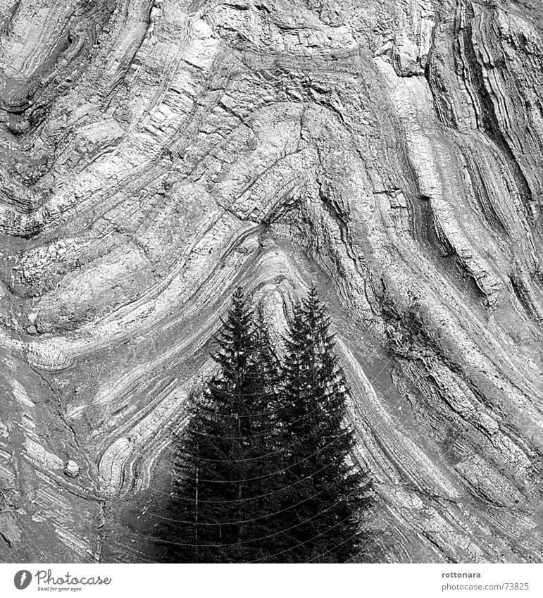 SchichtenWALD Wald schwarz weiß grau Hintergrundbild Fichte Baum 2 3 Felswand Wand Dolomiten Südtirol Italien Felsen Schichtarbeit Vulkan Schwarzweißfoto Stein
