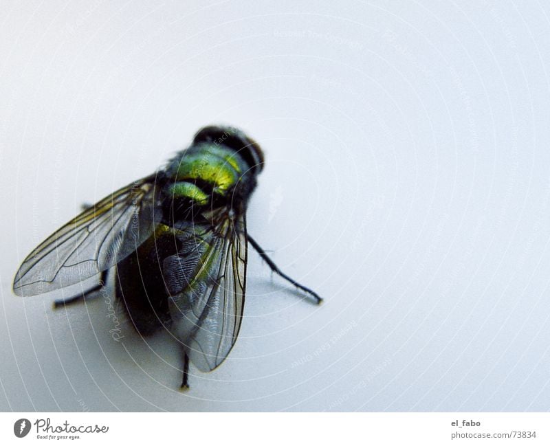 brummer grün glänzend Insekt Ekel Fliege Biene Flügel puck haufen :-)