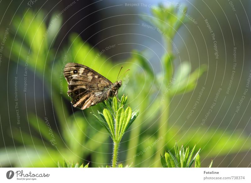 kleine Pause Umwelt Natur Pflanze Tier Sommer Sträucher Schmetterling Flügel 1 braun grün Farbfoto mehrfarbig Außenaufnahme Nahaufnahme Detailaufnahme