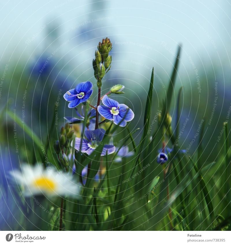 Happy Birthday Schwesterchen! Umwelt Natur Pflanze Himmel Wolkenloser Himmel Frühling Schönes Wetter Blume Blüte Garten Park Wiese frisch hell blau gelb grün