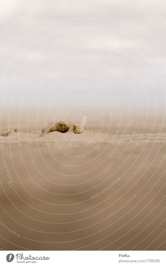 kleiner Sandsturm Ferien & Urlaub & Reisen Abenteuer Strand Umwelt Natur Urelemente Erde Wind Küste Wüste trocken Sandkorn Sandstrand Sandhaufen trist karg leer