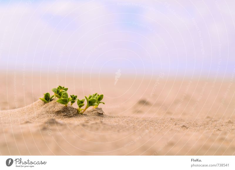 Überlebenskünstler Umwelt Natur Pflanze Urelemente Erde Sand Sträucher Blatt Grünpflanze Küste Wüste Wachstum nachhaltig natürlich trocken wild gelb grün