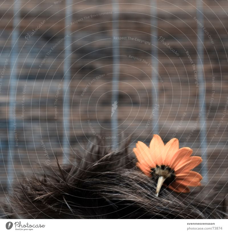 Haarbeet Blume Pflanze Biotop Kopf Mensch Freakshow Haare & Frisuren