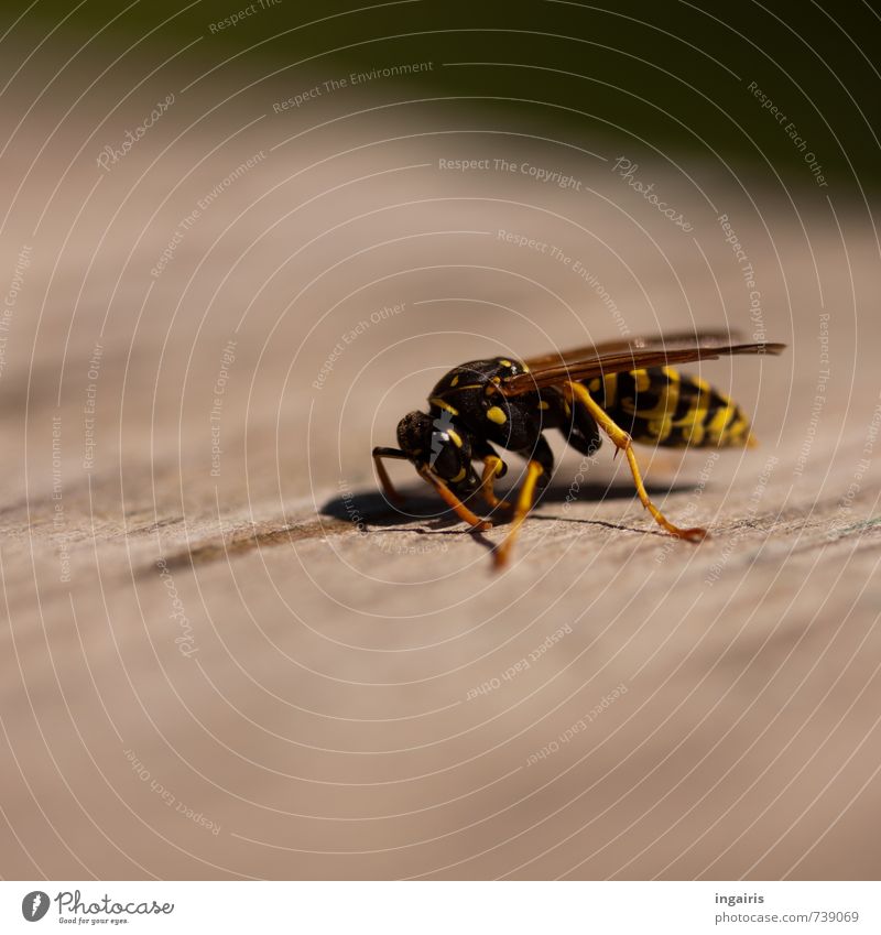 Alles für den Nestbau Tier Insekt Wespen 1 Holz Arbeit & Erwerbstätigkeit klein nah natürlich gelb grau schwarz Leben Natur Überleben Umwelt ansammeln
