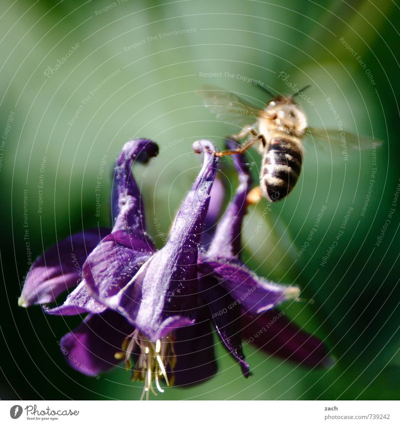 Von Blumen und Bienen Honig Pflanze Blatt Blüte Grünpflanze Wiese Tier Nutztier Insekt 1 fliegen blau grün violett Blühend bestäuben Flügel Farbfoto