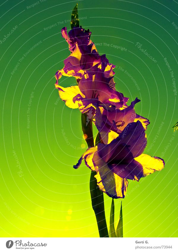I'm so glad..... Gladiolen grün Grünstich violett Blume Blüte Pflanze Natur Blümchensex Gegenlicht Sonnenlicht Stimmung Lichtstimmung Sonnenaufgang