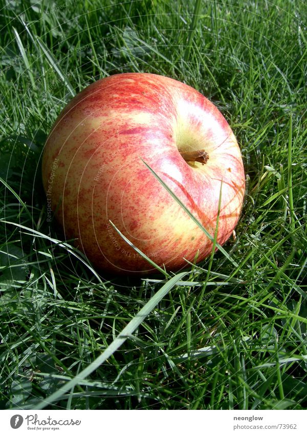 natural Tetra-Pack Gras grün rot Herbst Saft lecker Vitamin Apfel gesung