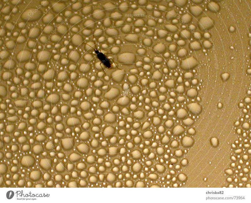 Käfer auf dem Mond II Planet Insekt Wassertropfen Lampe Vulkankrater Hügel Weltall