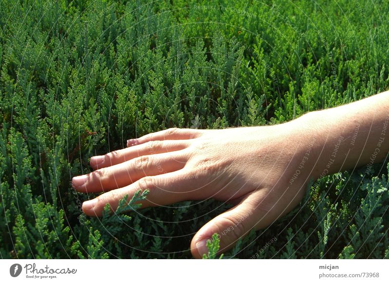 Patsche Gelenk Koloss Grüner Daumen Hand Sträucher grün beige Hautfarbe Nagel Finger Fingernagel Pflanze Streicheln Querformat Handrücken Gefühle nass Sommer