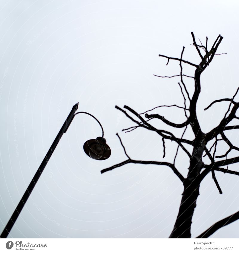 Koexistenz Himmel Winter schlechtes Wetter Baum Grünpflanze London Großbritannien Stadtzentrum Park dunkel gruselig hell grau Endzeitstimmung Straßenbeleuchtung