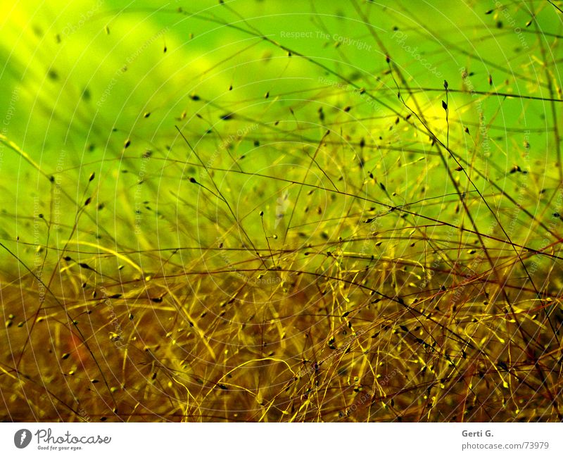 Wirrwar durcheinander Wind Gras Unschärfe filigran Herbst grün Pflanze wirrwar verwoben drehen durchgepustet aufgedreht Natur zartes pflänzchen bizarr