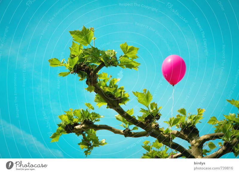 Knallbonbon Wolkenloser Himmel Frühling Sommer Baum Blatt Platane Luftballon fliegen leuchten Freundlichkeit positiv Wärme blau grün rosa Freude Lebensfreude