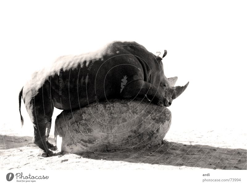 horny Nashorn Penis Verwechslung baumeln Tier dick maskulin Schwanz schwer groß lang grau Lust hängen ruhig fantastisch Zoo Erholung Kraft Frieden Säugetier