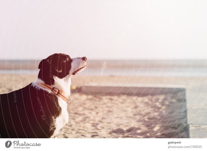 So riecht der Sommer Ferien & Urlaub & Reisen Tourismus Ferne Sommerurlaub Sonnenbad Strand Meer Tier Haustier Hund Fröhlichkeit Wärme schwarz weiß