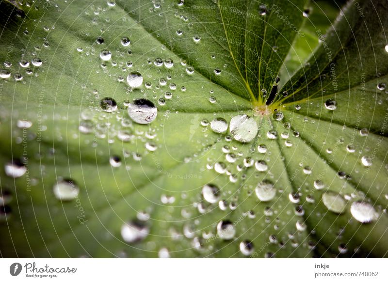 Frauenmanteltropfen: fast wie Raps Natur Wassertropfen Wetter Regen Pflanze Blatt Frauenmantelblatt frisch nah nass natürlich rund schön grün Klima