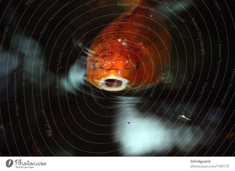 Mr. Big Mouth Natur Tier Wasser Fisch Aquarium 1 atmen Blick Schwimmen & Baden orange schwarz weiß Maul Auge Schwimmhilfe Kieme Farbfoto Innenaufnahme