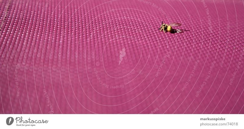 abgestürzt Biene Wespen Insekt Sturz violett flügellahm Stuhl Garten sitzfläche