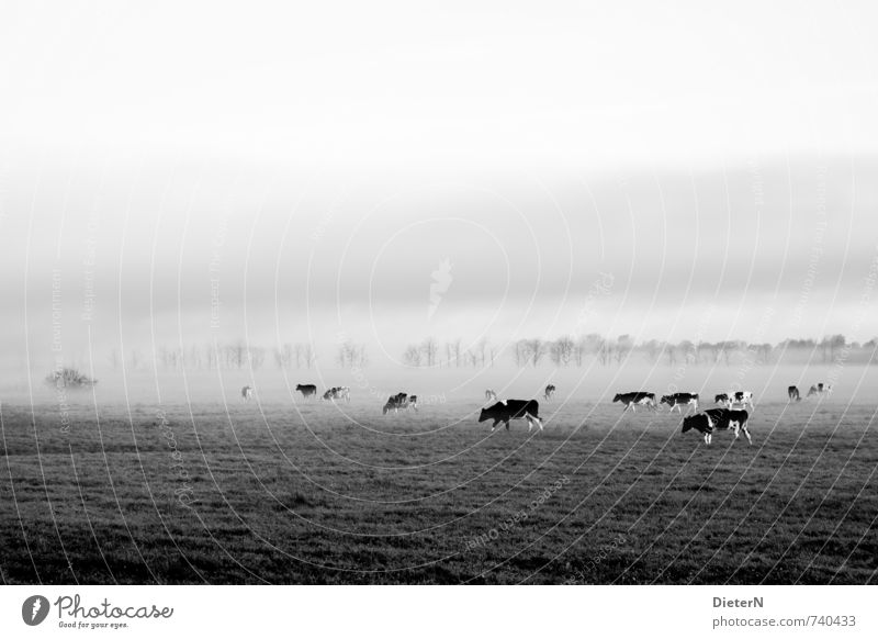 Im Nebel Tier Nutztier Kuh Tiergruppe Herde grau schwarz weiß Nebelschleier Nebelstimmung Baum Wiese Weide Schwarzweißfoto Außenaufnahme Menschenleer