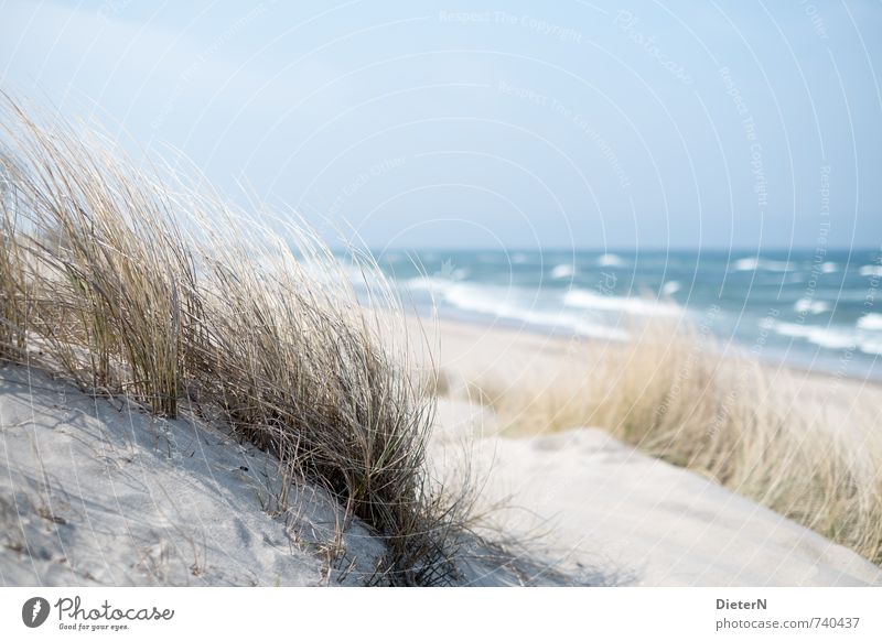 Strandhafer Umwelt Natur Landschaft Gras Ostsee blau weiß Stranddüne Meer Wellen Horizont Himmel Farbfoto Menschenleer Textfreiraum oben Tag