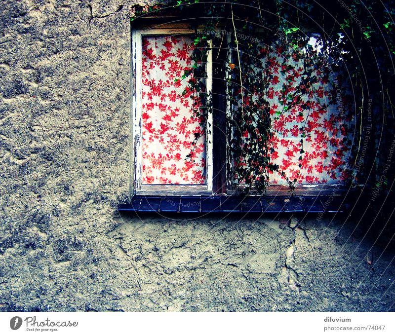 -- Fenster Wand rot Efeu Vorhang dunkel grüm Rahmen cross