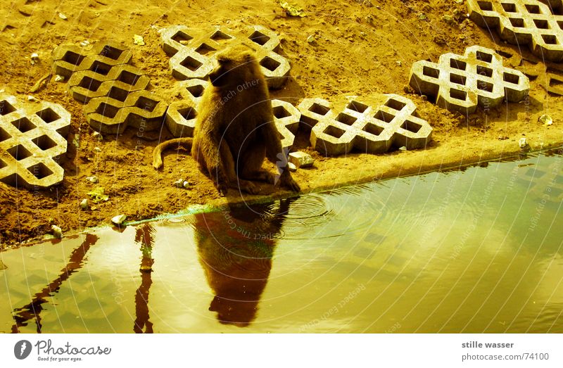PAVIAN Affen Fell Schwanz Einsamkeit trinken Reflexion & Spiegelung Pavian Beton Wasser Waschen Ast Stein