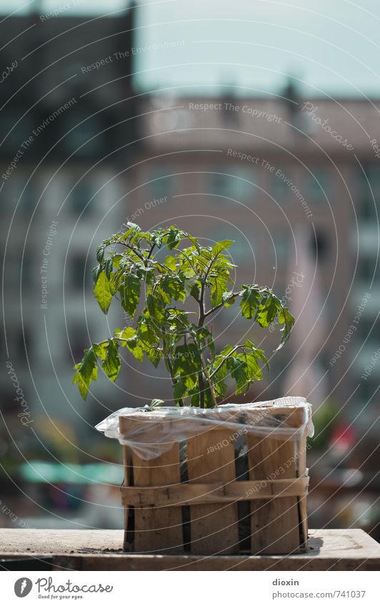 Hessentreffen 14 | Stadtgarten Umwelt Natur Pflanze Nutzpflanze Tomate Offenbach Stadtzentrum Menschenleer Haus Wachstum natürlich improvisieren Problemlösung