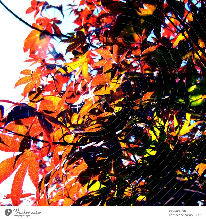 sunshine hit me Baum rot grün Sommer Herbst Sonne tree red light shadow Schatten autumn colour Farbe branch Ast structure Strukturen & Formen the bees