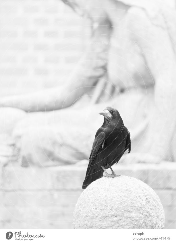Rabe Tier Vogel Flügel Denkmal Skulptur Bildhauerei Feder Friedhof Rabenvögel Kolkrabe Krähe sitzen beobachten aussruhen Tod Leben mourn Traurigkeit Schnabel