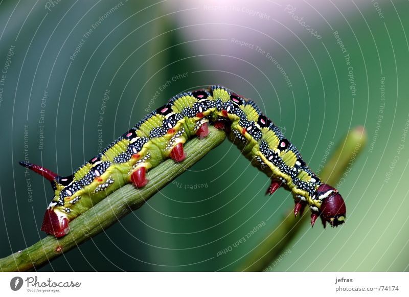 macro caterpillar Nahaufnahme Tier Makroaufnahme Natur alone Detailaufnahme eating garden insect leaf lonesome nerve vein wildlife