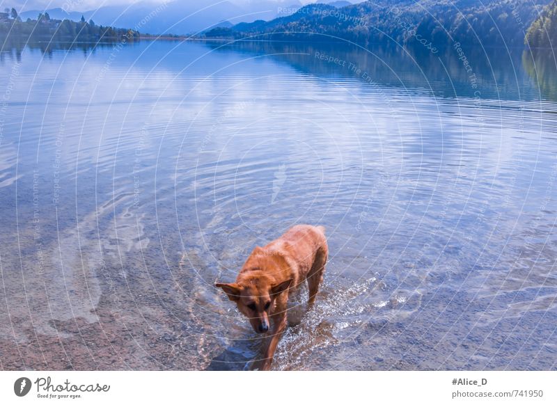 Ein Badetag am Weißensee Natur Landschaft Urelemente Wasser Sonne Sonnenlicht Schönes Wetter Berge u. Gebirge Seeufer Seelandschaft Füssen Tier Haustier Hund