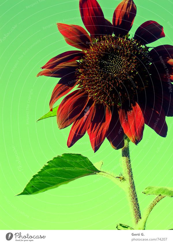 lieber ro† rot Sonnenblume Sonnenblumenöl Lebensmittel Blüte grün Pflanze mehrfarbig sunflower blümchenbild nahrungsmittle Natur verrückt rote sonnenblume