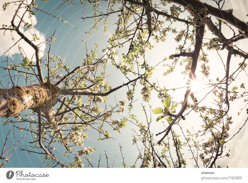 frühlingshaft Natur Himmel Sonne Frühling Baum Blatt Ast natürlich Wärme Frühlingsgefühle Idylle Perspektive Wachstum Farbfoto Außenaufnahme Menschenleer Tag