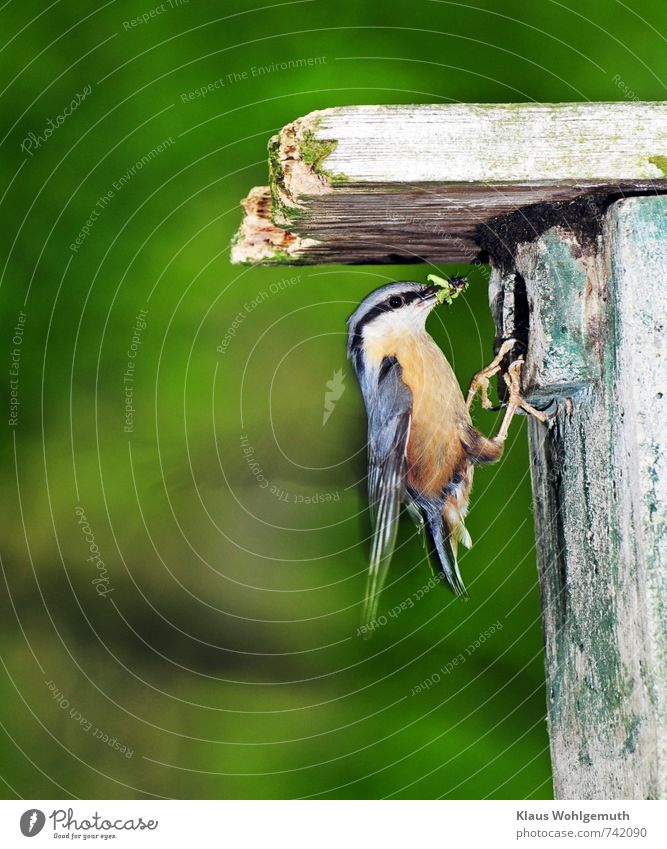 Kleiber Sitta europaea, mit Futter am Nistkasten Umwelt Natur Tier Frühling Garten Park Wald Wildtier Vogel Krallen 1 fliegen füttern blau mehrfarbig gelb grau