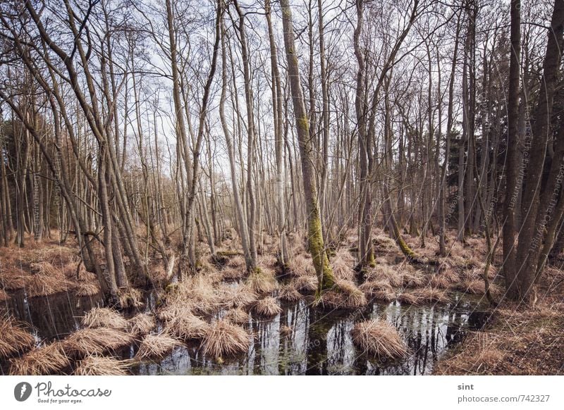 moorlandschaft Ausflug Natur Landschaft Schönes Wetter Wald Moor Sumpf Holz Wasser Erholung Ferien & Urlaub & Reisen wandern dunkel gruselig nachhaltig nass