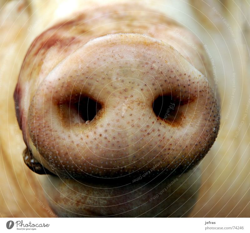 snout Nahaufnahme Ernährung Makroaufnahme animal bacon Detailaufnahme face fat meat nose pig pork