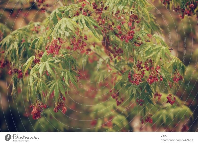 Frühsommer Natur Pflanze Frühling Baum Sträucher Blatt Grünpflanze Frucht Garten hängen grün rot Farbfoto Gedeckte Farben Außenaufnahme Nahaufnahme Menschenleer