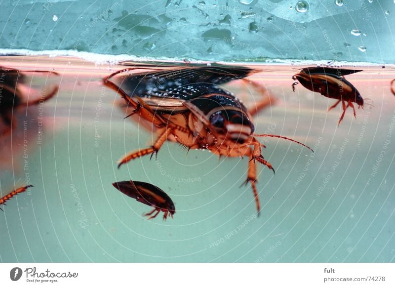 gelbrandkäfer tauchen Teich Schwimmkäfer Käfer gepanzert Wasser Schädlinge hühnerfutter Im Wasser treiben Schwimmen & Baden