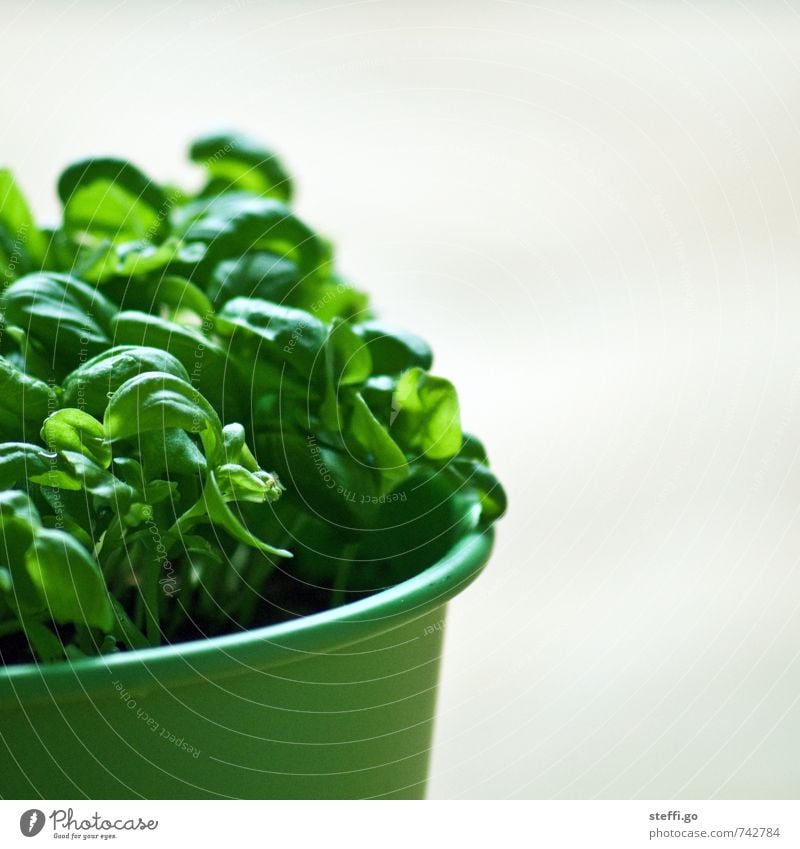 frisches Pesto Kräuter & Gewürze Ernährung Bioprodukte Nutzpflanze Essen Wachstum Gesundheit natürlich grün Blumentopf Basilikum Basilikumblatt Pflanze