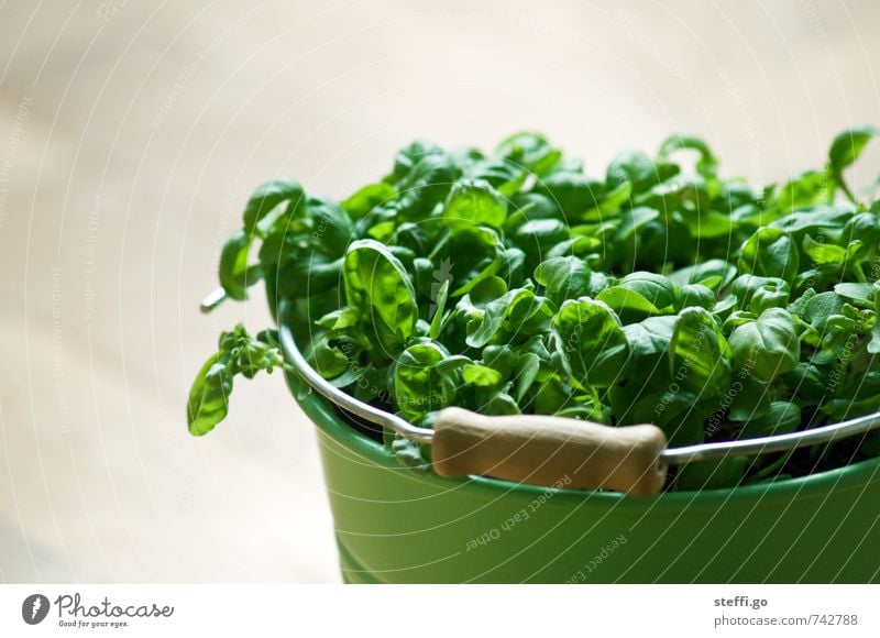 mein Kräutergarten Kräuter & Gewürze Ernährung Bioprodukte Pflanze Nutzpflanze Duft Essen dehydrieren Wachstum frisch natürlich grün Basilikum Basilikumblatt
