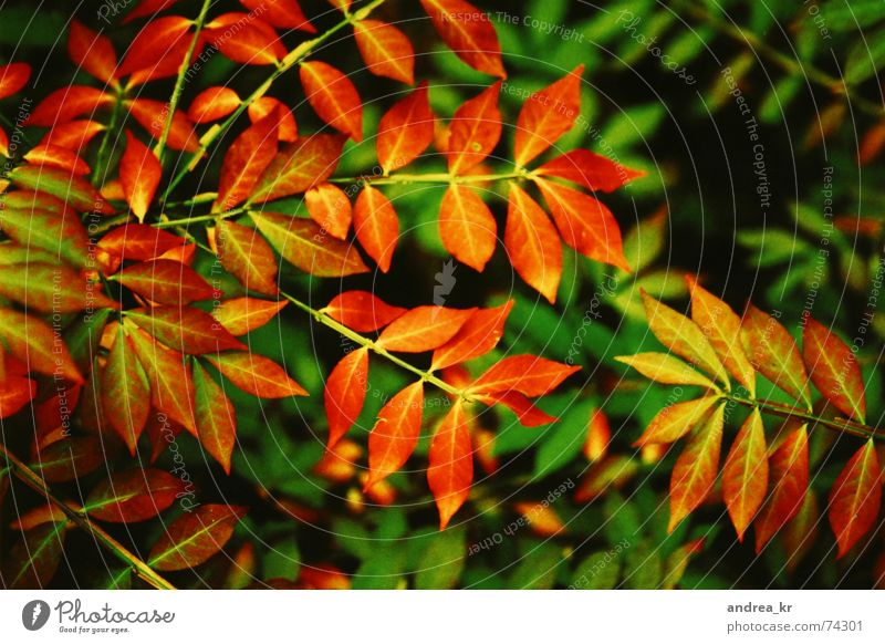 herbstrausch Blatt Herbst rot Pflanze Sträucher Außenaufnahme Cross Processing Garten Freude