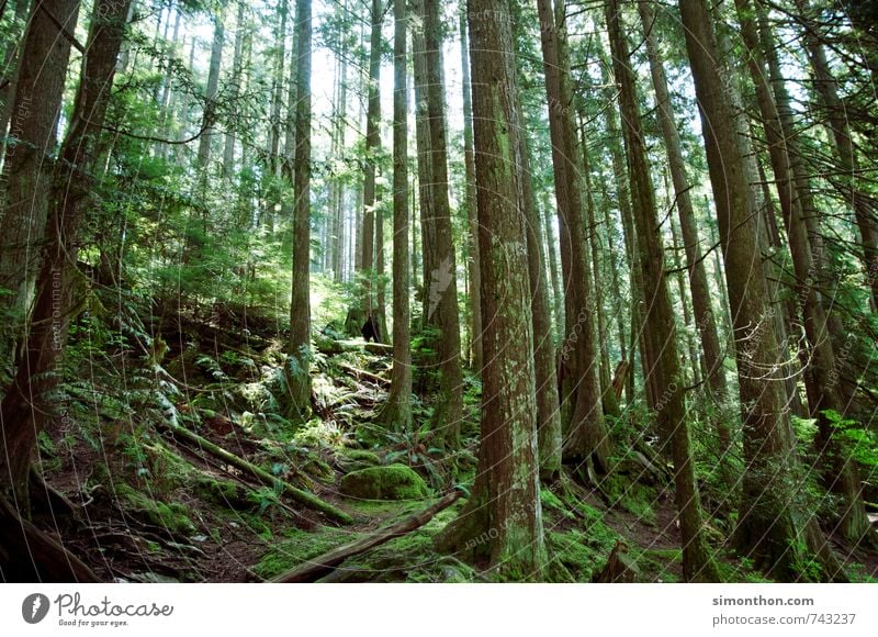 Wald Umwelt Natur Landschaft Pflanze Klima Klimawandel Baum Moos Efeu Farn Urwald Duft verirrt Kanada grün Freiheit Ferien & Urlaub & Reisen Kohlendioxid