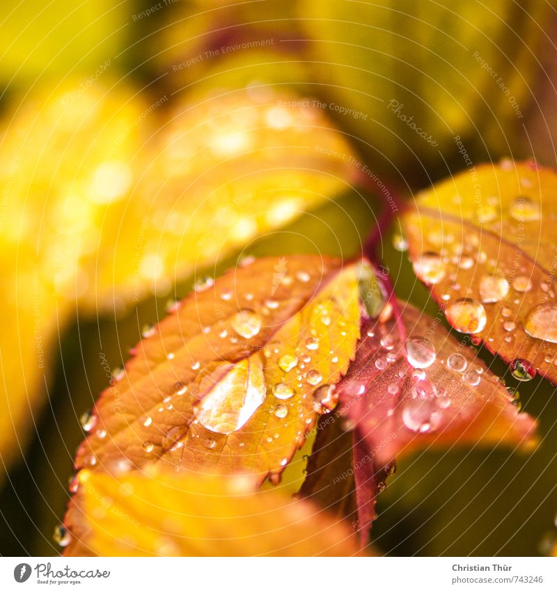Wilde Beeren Umwelt Natur Pflanze Tier Wasser Wassertropfen Frühling Herbst schlechtes Wetter Regen Sträucher Blatt Feld verblüht Wachstum ästhetisch sportlich